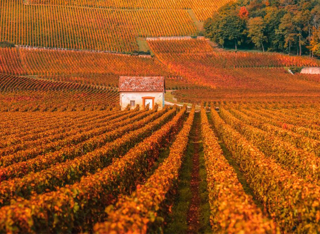 Domaine Jean-Marc Millot