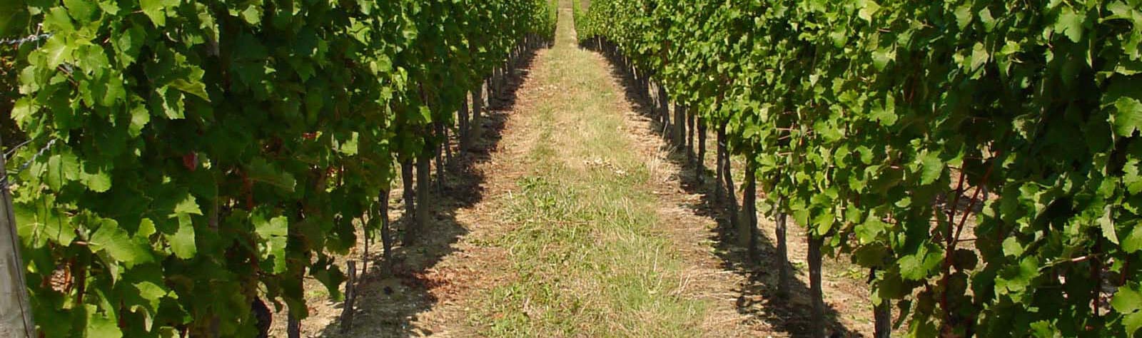 Château Tour de Mirambeau