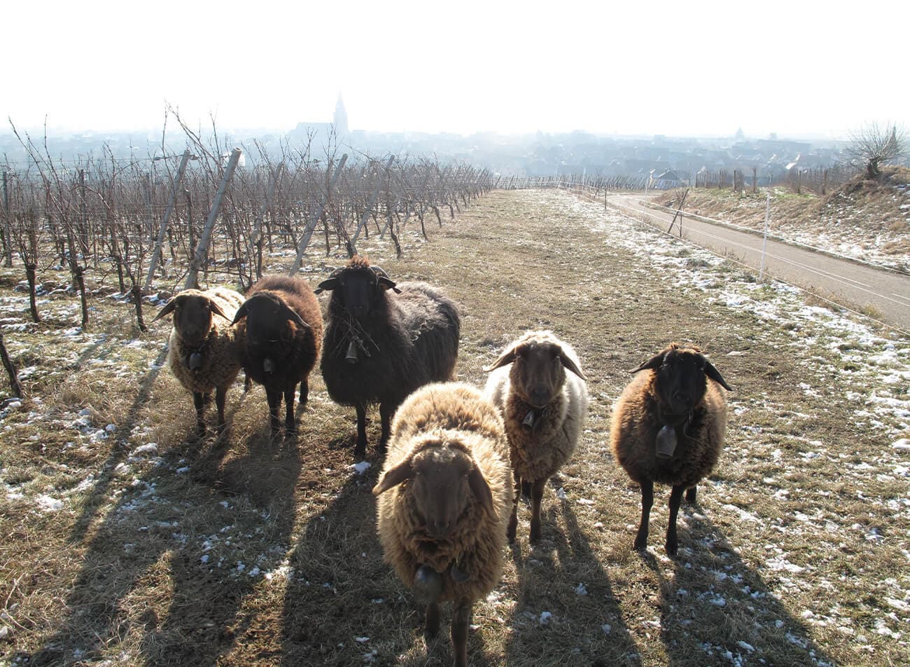 Domaine Marcel Deiss