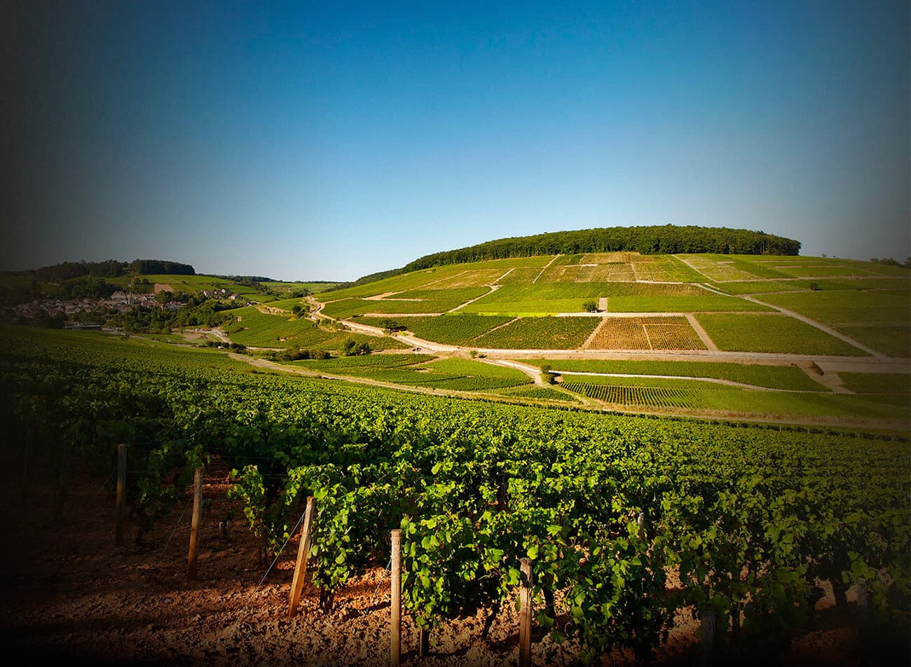 Domaine Bonneau du Martray