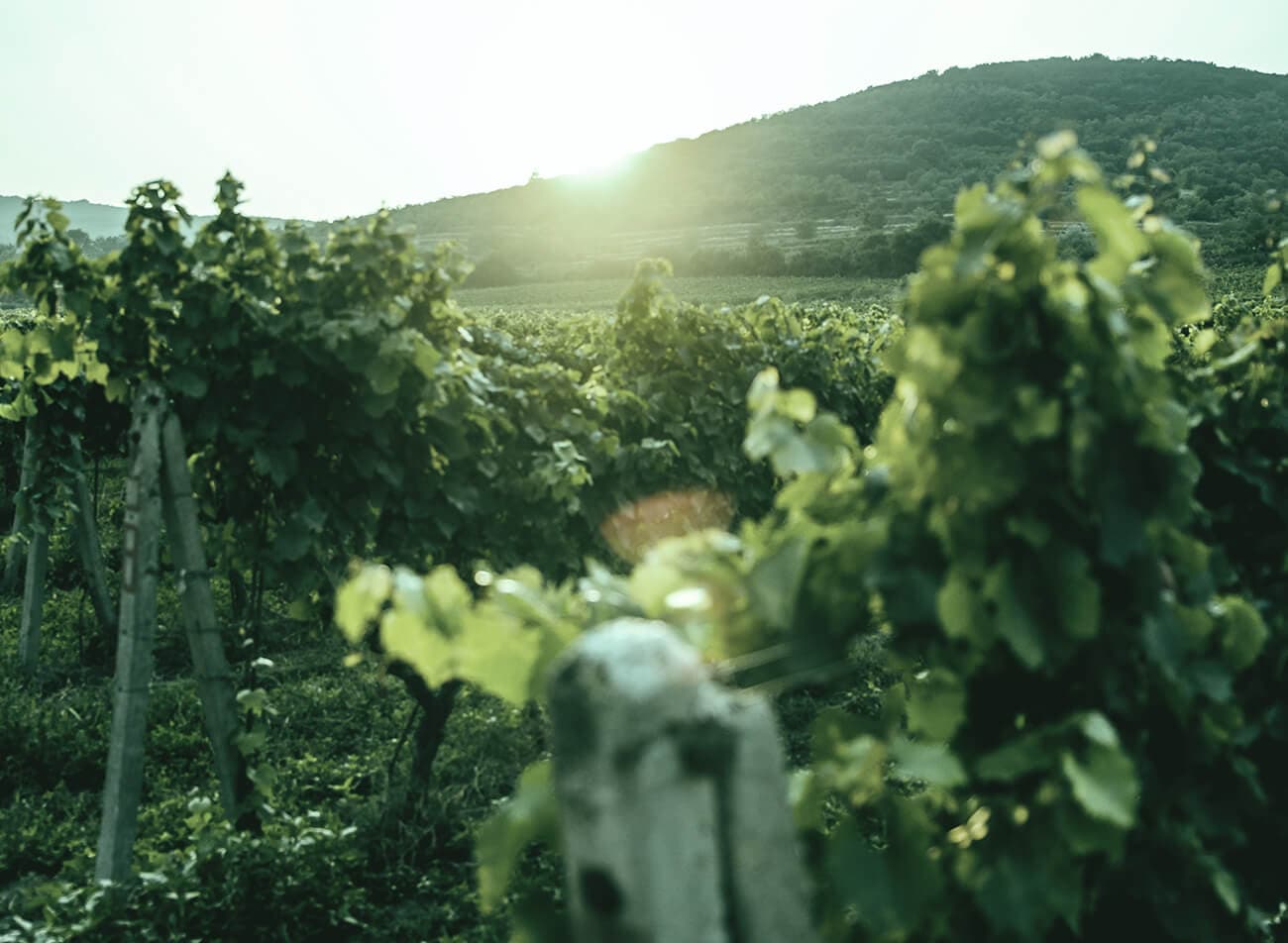 Vale dos Vinhedos