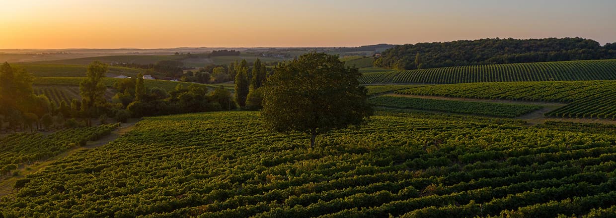 Wine landscape