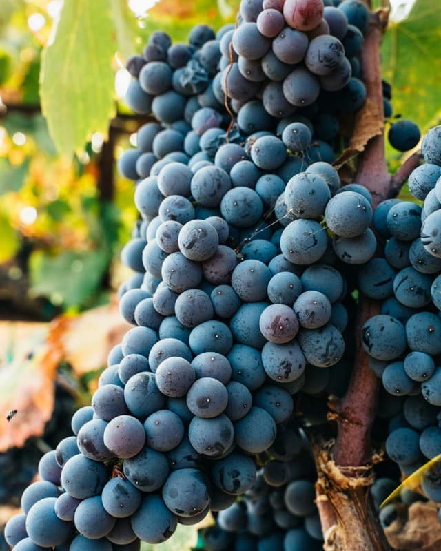 UVAS CLÁSSICAS