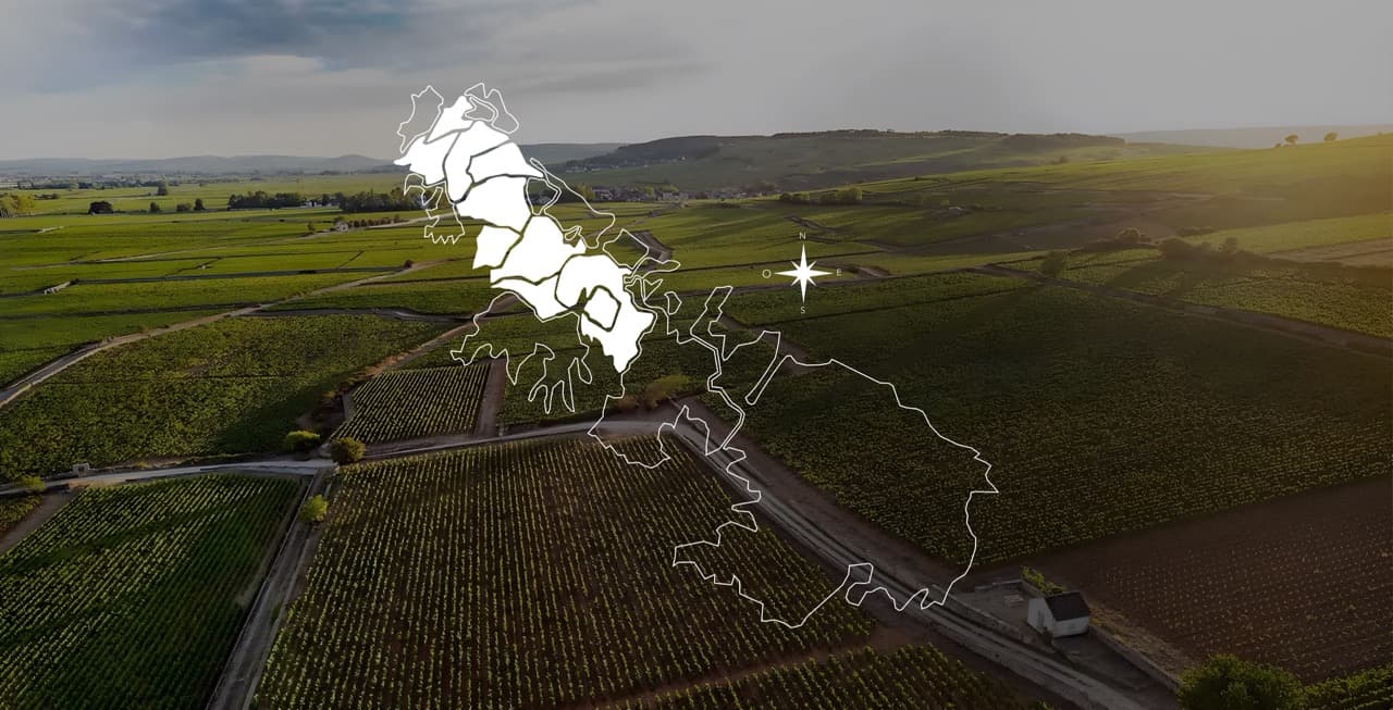 Processo de vinificação do Beaujolais Nouveau - Maceração carbônica em barricas