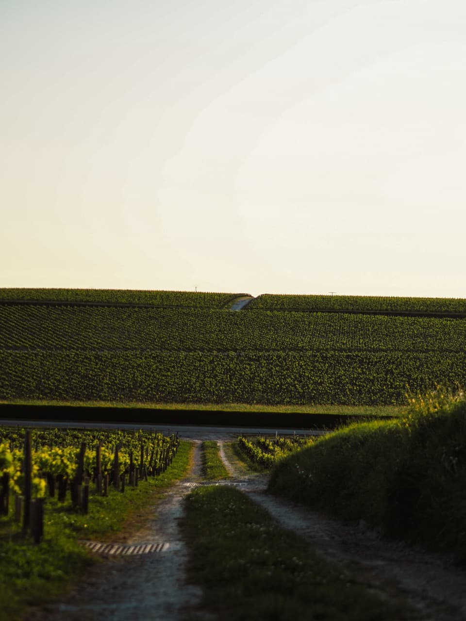 Anseillan - Vinhedos do Château Lafite