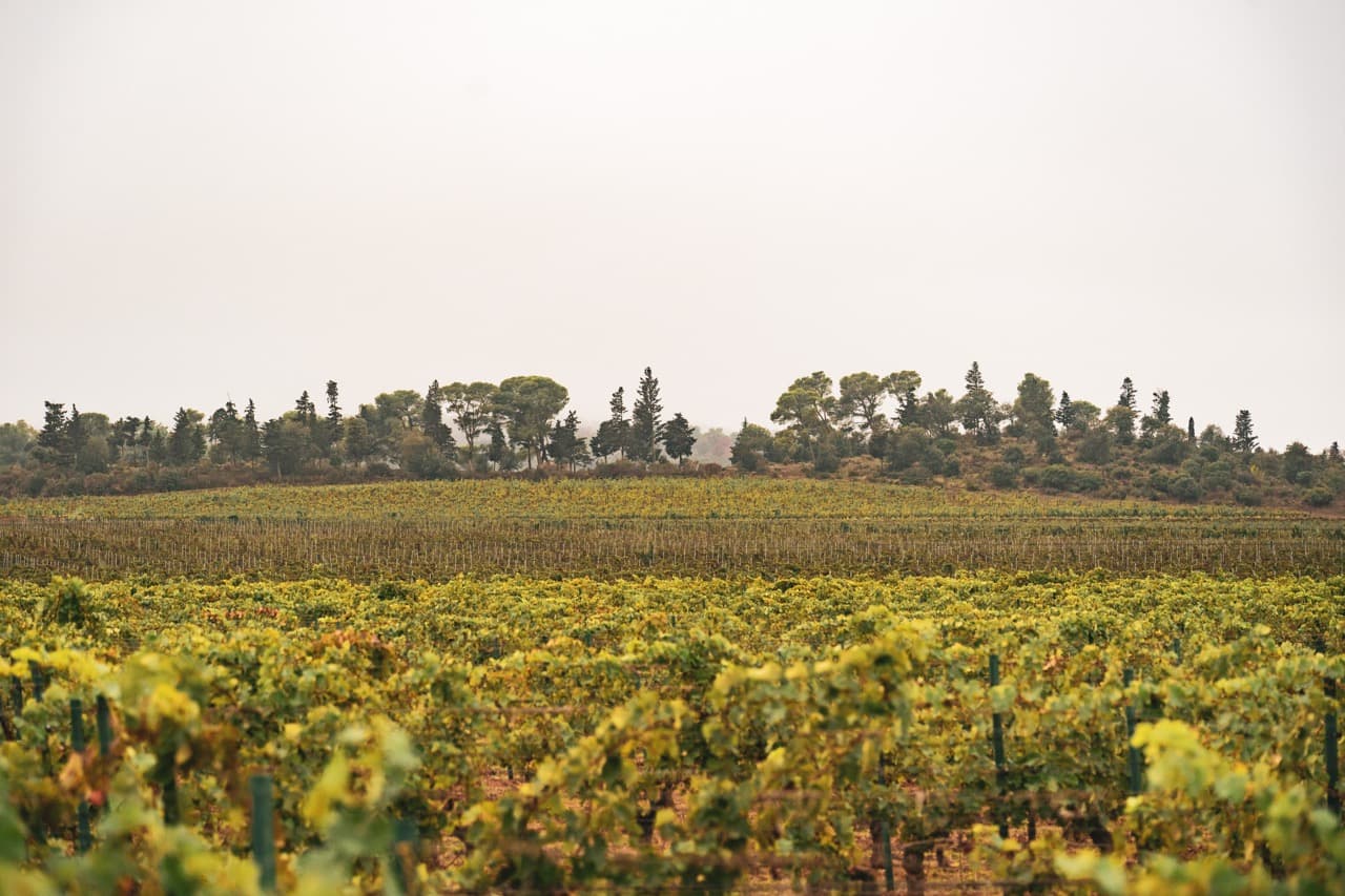 Domaine d'Aussières - Detalhes arquitetônicos