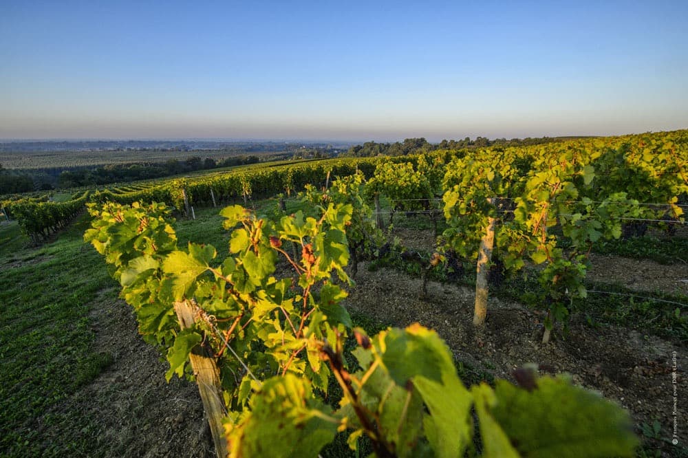 Château Paradis Casseuil - Vinhedos próximos