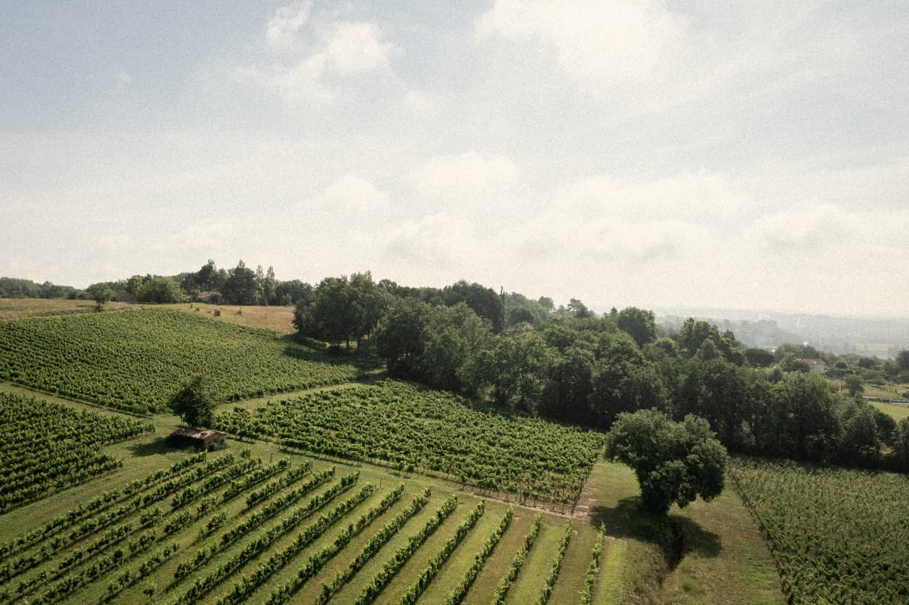 Château Paradis Casseuil - Vinhedos