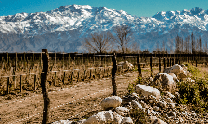 Vinhedo de Malbec na Argentina - Paisagem com montanhas nevadas