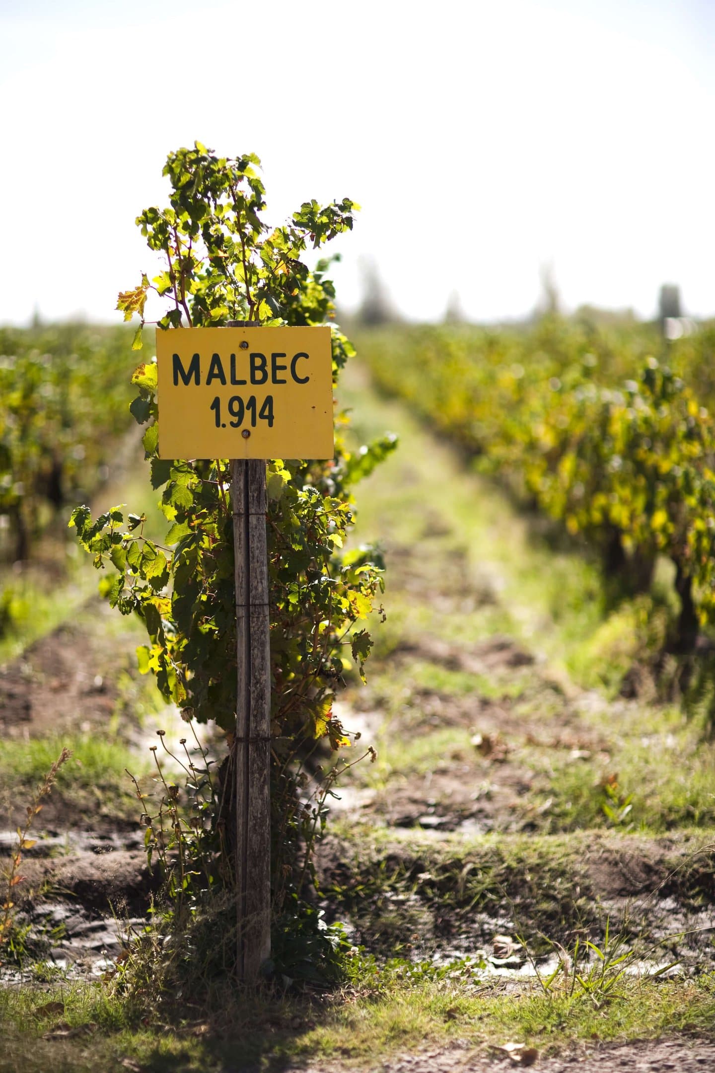 Vinhedo com placa Malbec 1.914