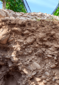 Solo Nicasia Cru - Paraje Altamira, Vale do Uco