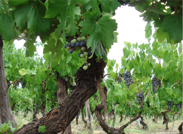 Vinhedo de Malbec - Seleção massal e clonal