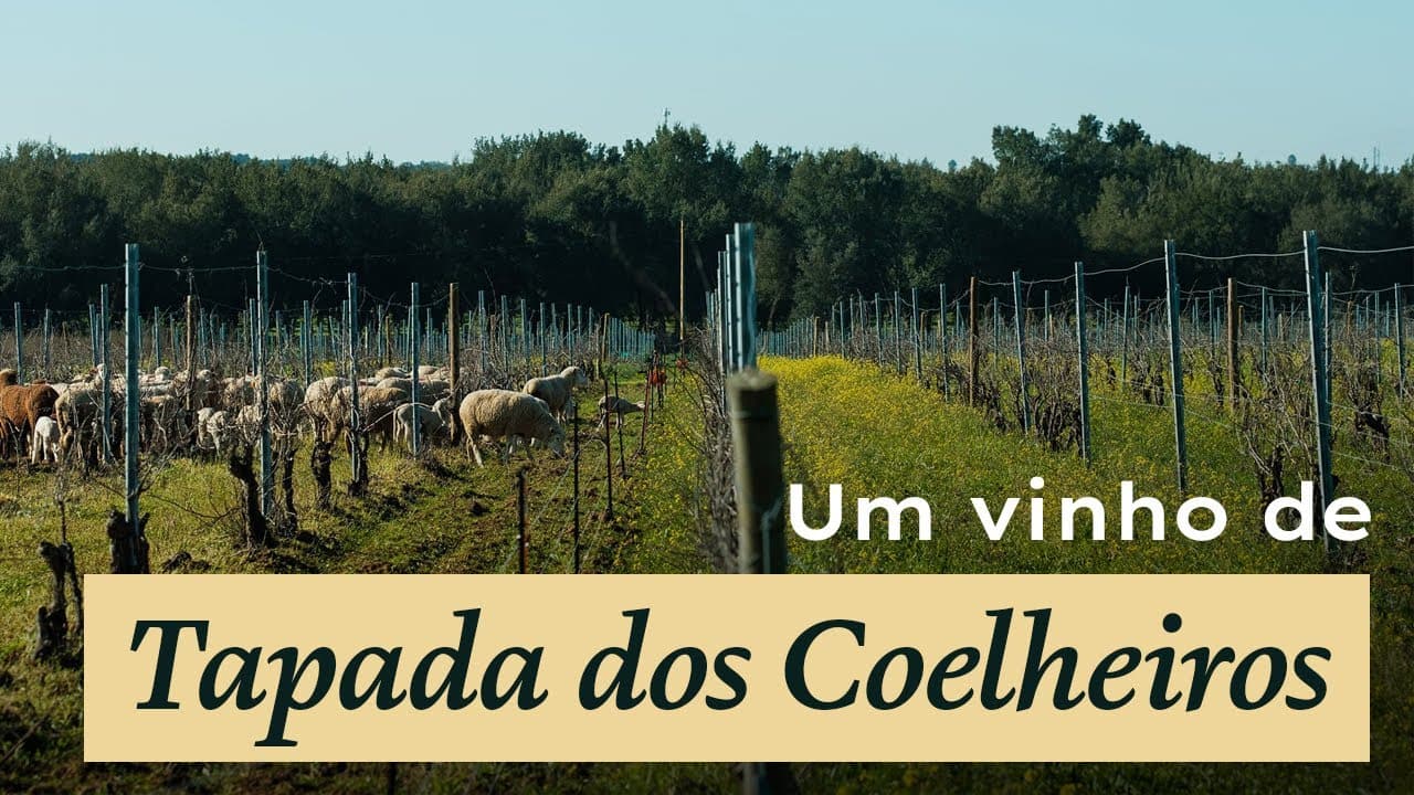 Vídeo do produto - Thumbnail