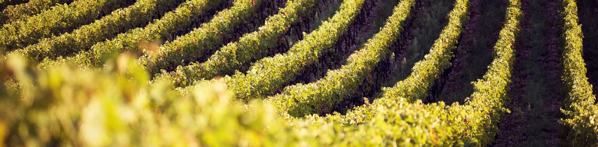 Paul Jaboulet Aîné