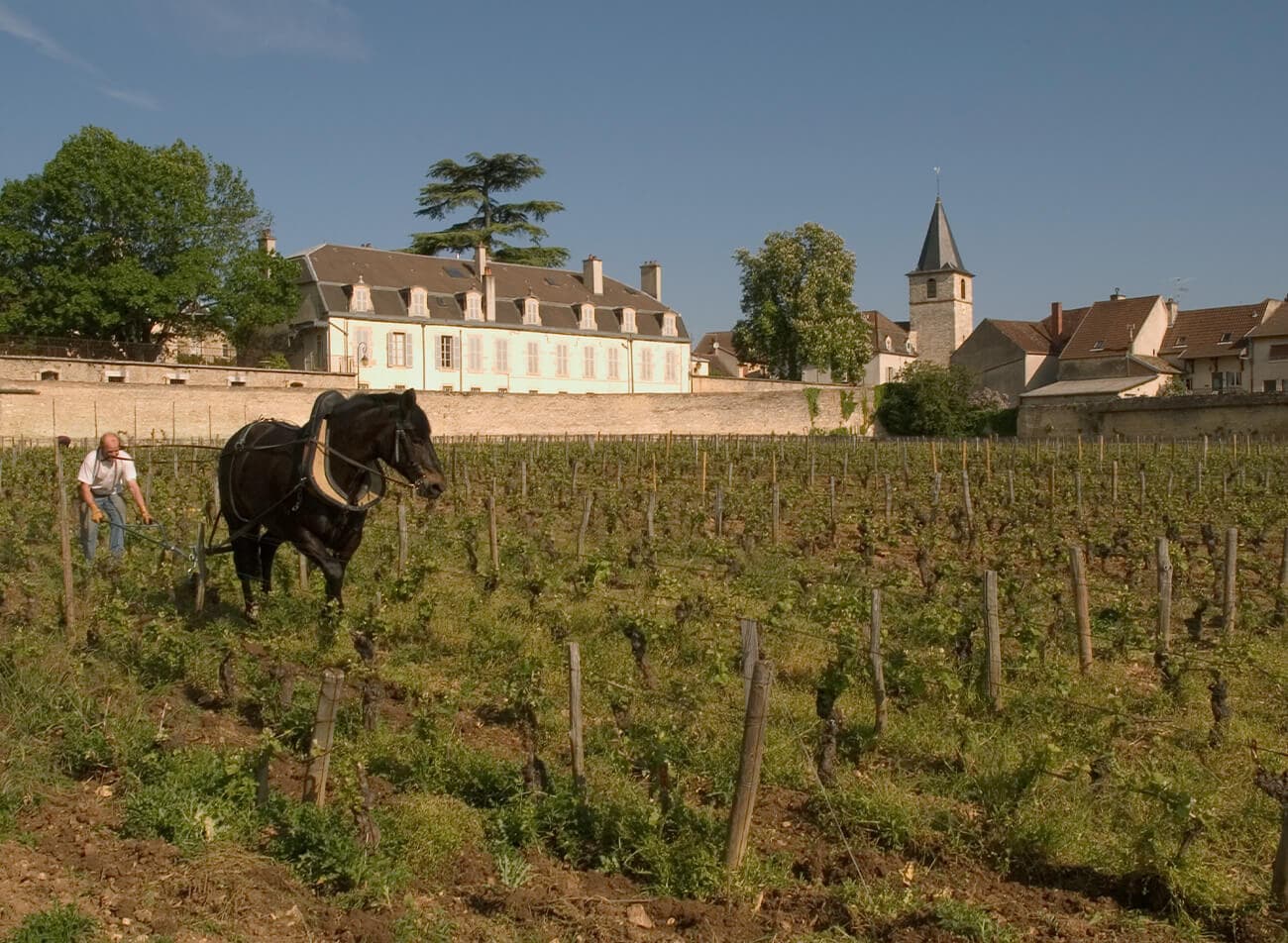 Domaine du Comte Liger-Belair