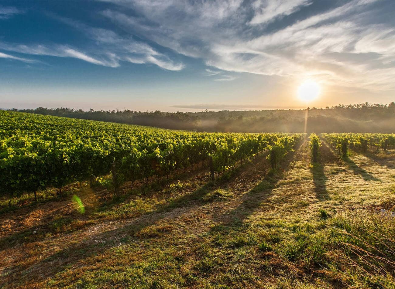Les Héritiers du Comte Lafon