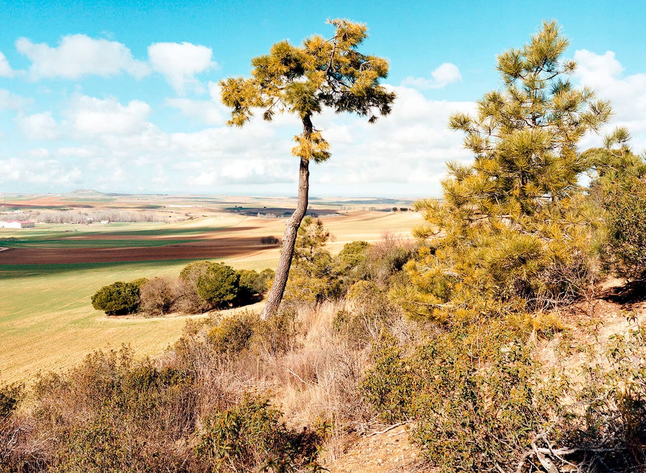 Bodega Lanzaga (Telmo Rodriguez)
