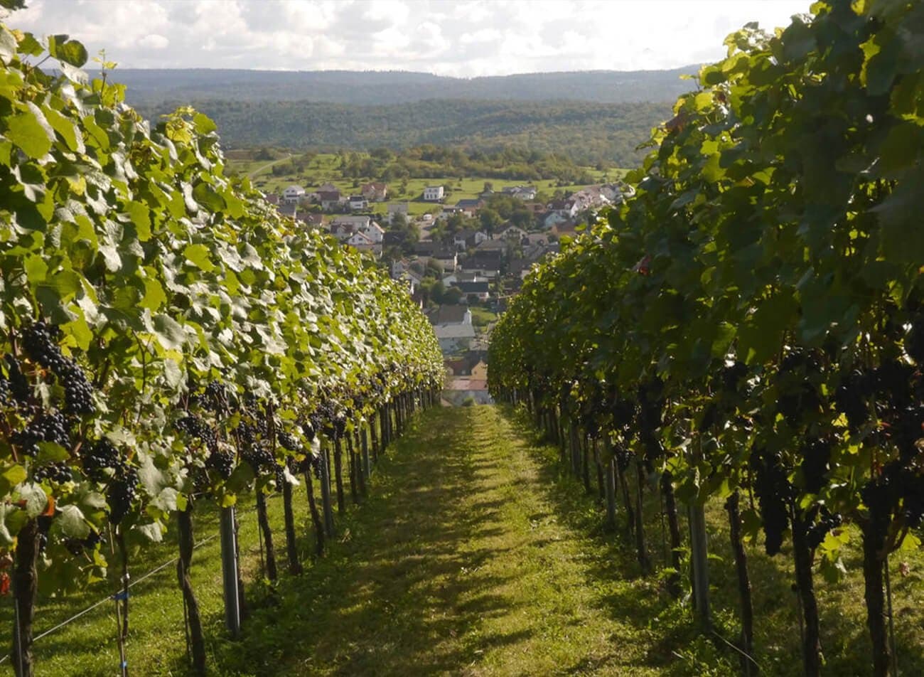 Rhône Norte