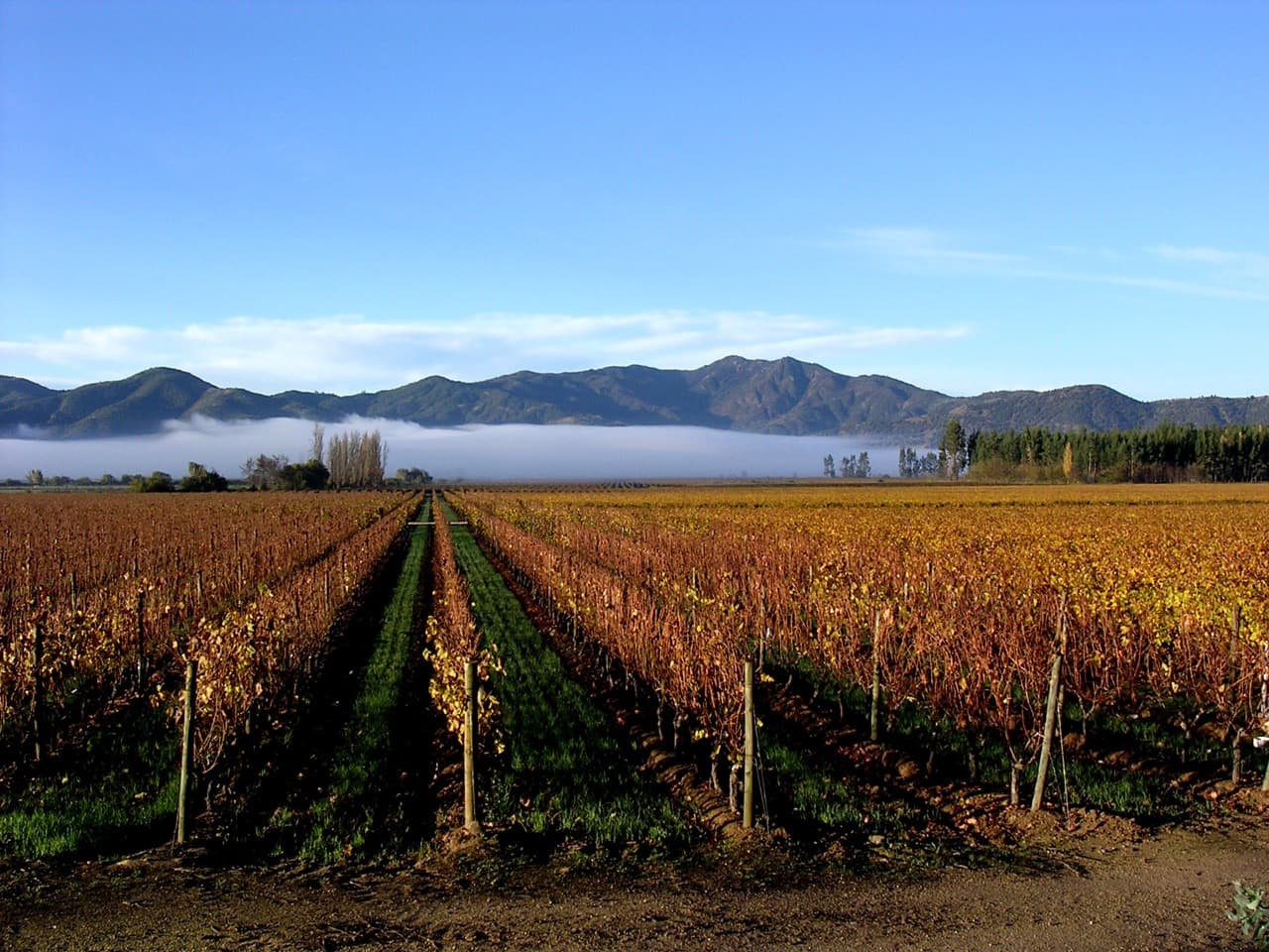 Bodegas Caro - Vinhedos no inverno
