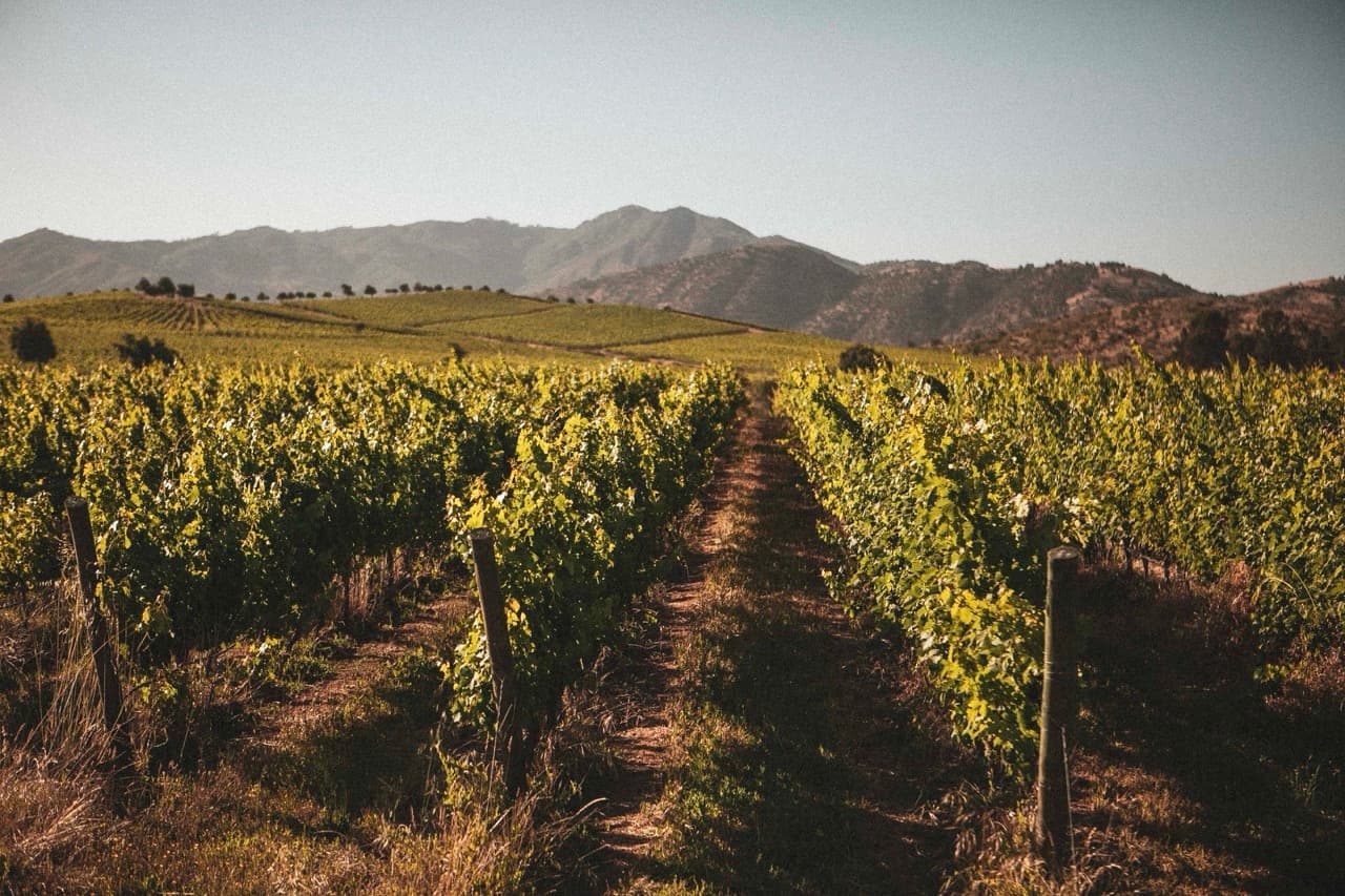 Los Vascos - Entrada e vinhedos