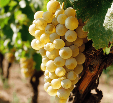 Uva Vermentino