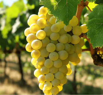 Uva Chardonnay