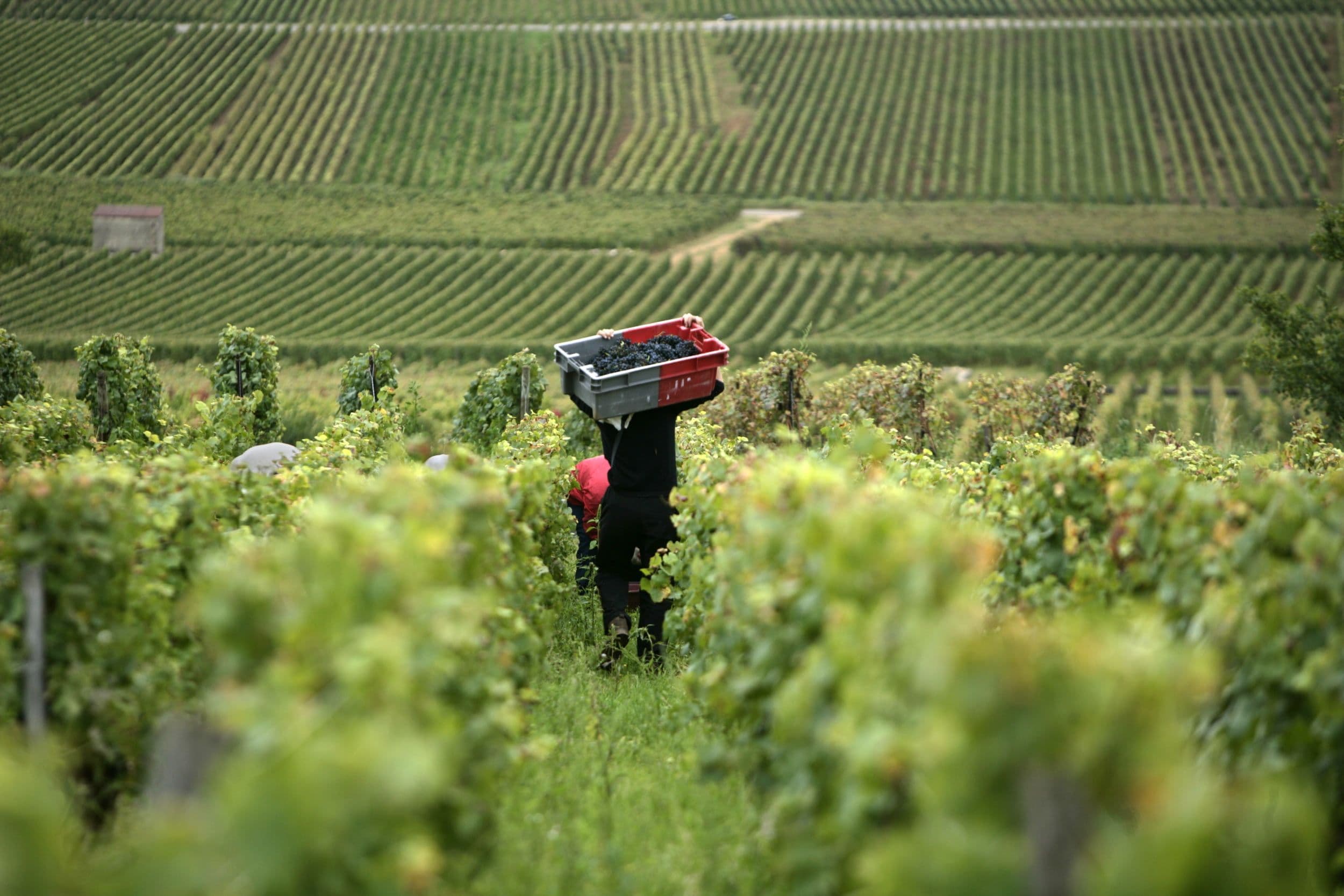 Como é feito o vinho: da videira à garrafa