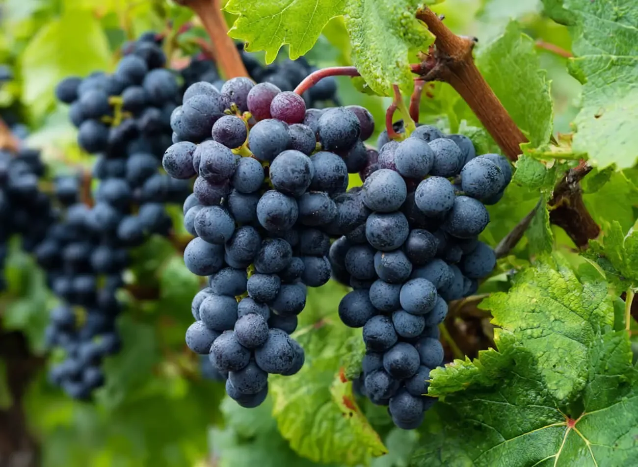 Uva Cabernet Franc