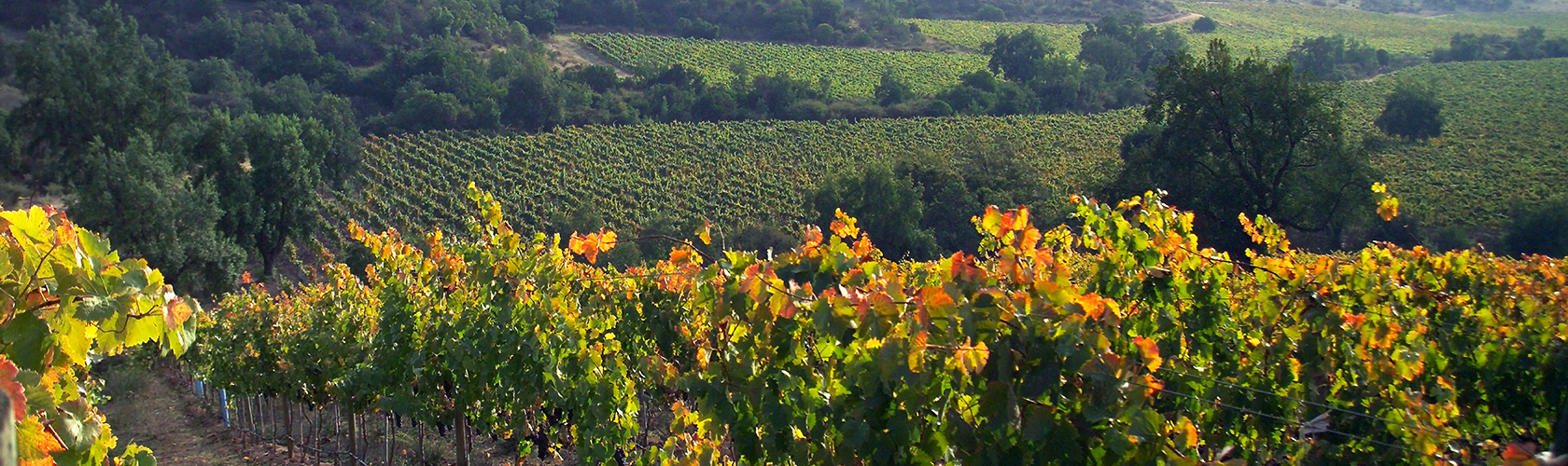 La Romanée Grand Cru de Liger-Belair recebe 100 pontos de Parker