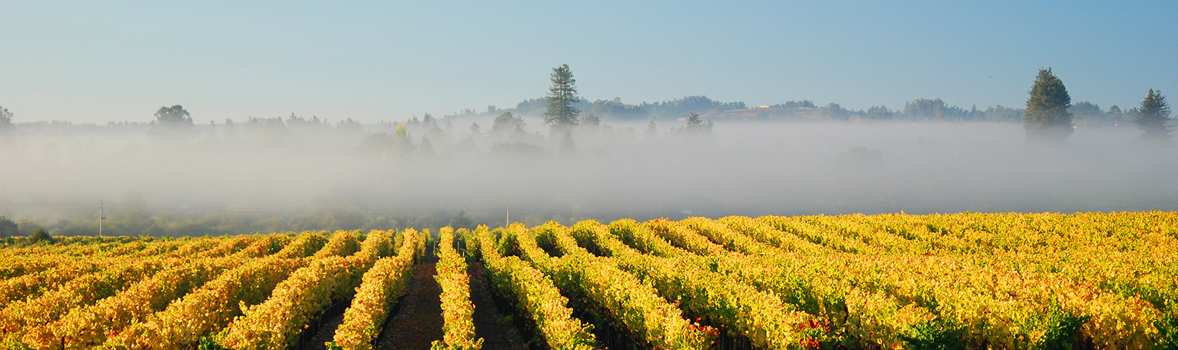 Ridge Monte Bello 2015: o melhor vinho dos Estados Unidos