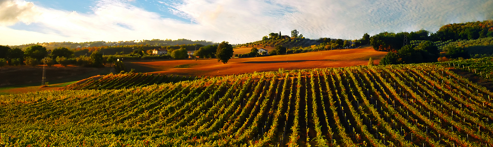 Irpinia Lacrimarosa é o segundo melhor rosé do mundo