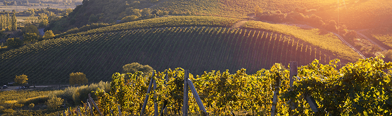 Bolgheri e Etna: os vinhos italianos mais comentados do momento