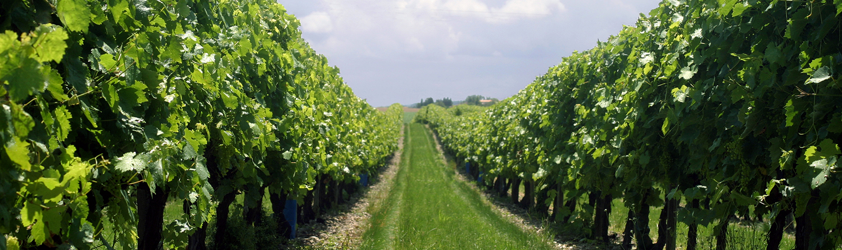 Clos de Vougeot Grand Cru de Drouhin recebe notas excelentes