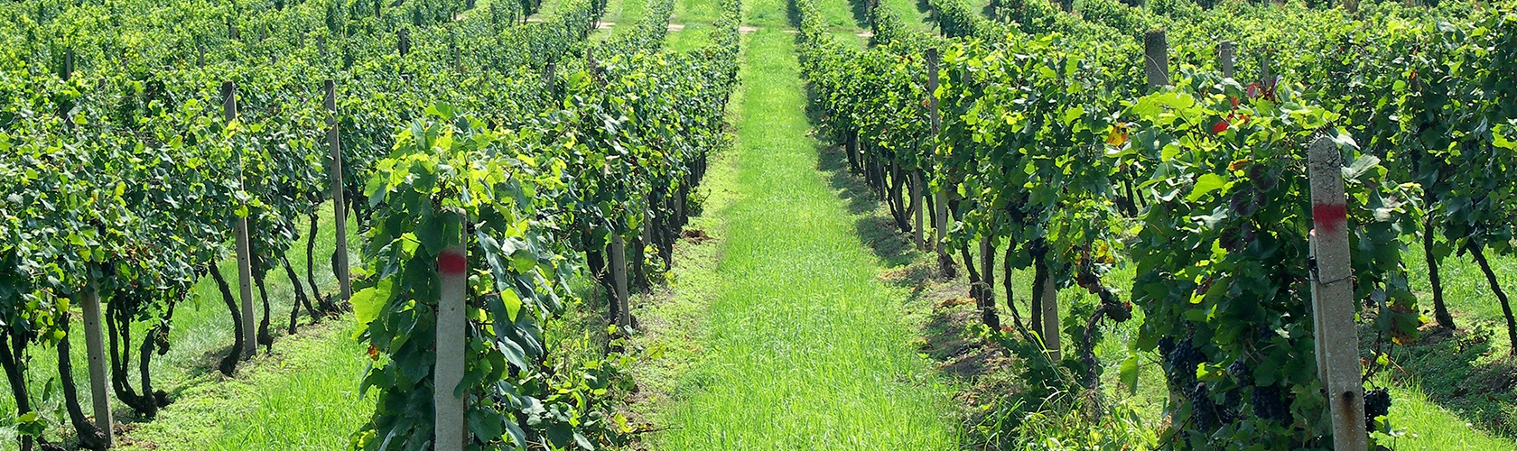 Ribeirinho Pé Franco é eleito um dos melhores vinhos de Portugal