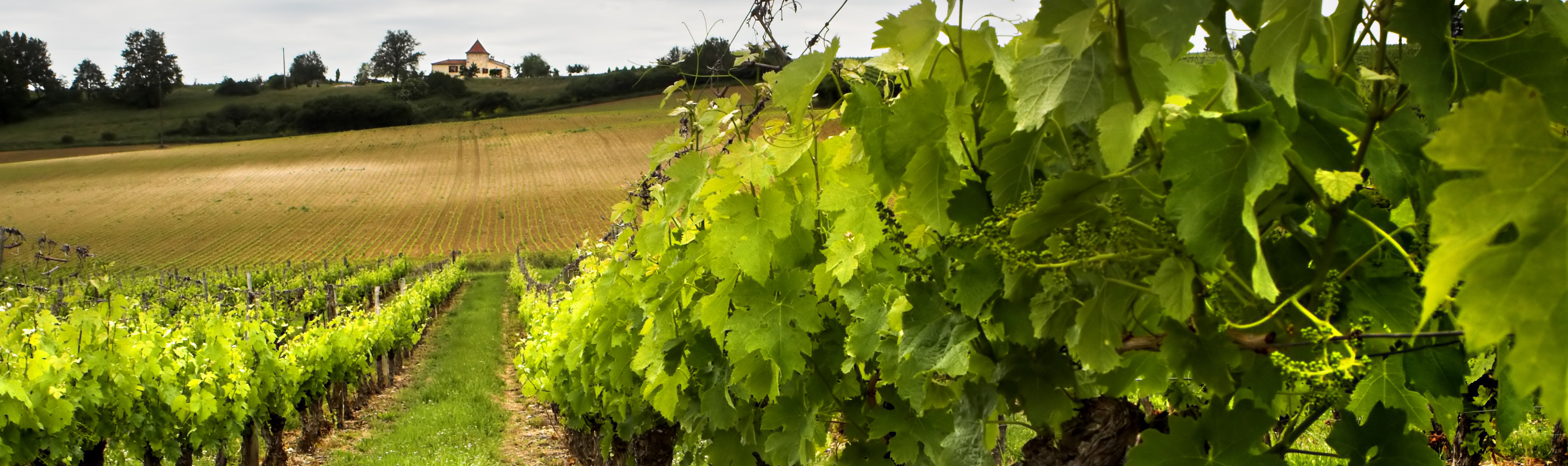 Chablis Tête d’Or: “distintamente superior”, para Jancis Robinson