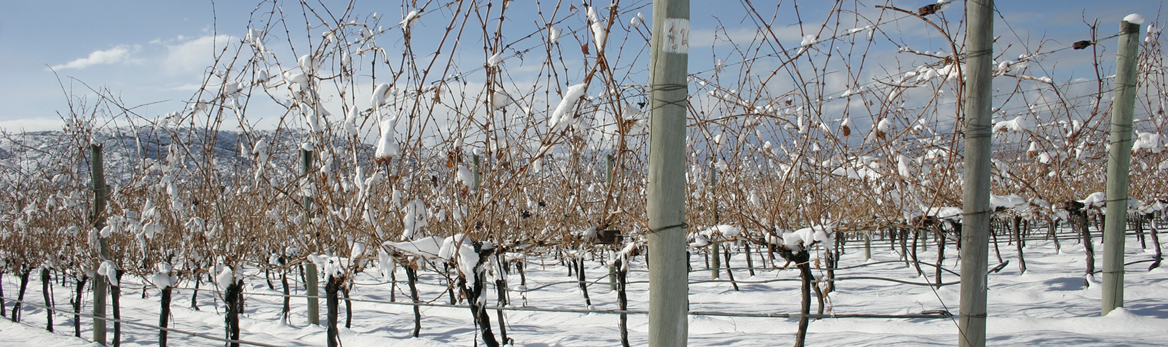 Como a região e o clima de produção interferem no vinho?