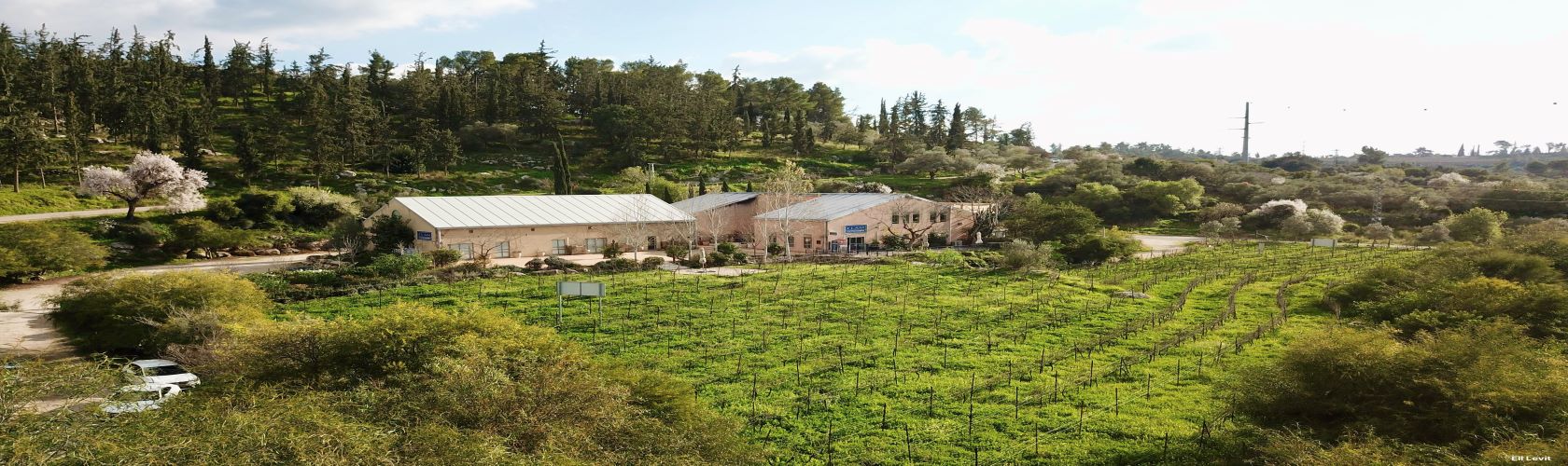 Flam: uma vinícola artesanal de grandes vinhos israelenses