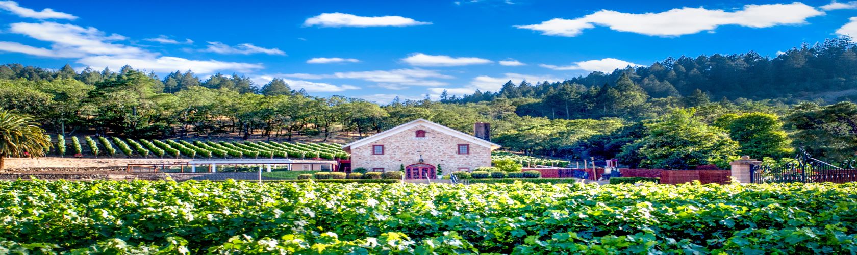 Morlet Family e os superpremiados vinhos da Califórnia