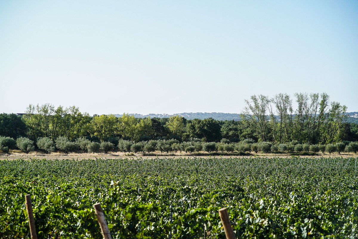 Herdade de Coelheiros, vinhos portugueses, vinho orgânico