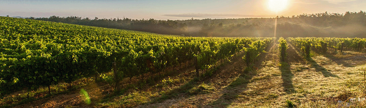 Uva Syrah