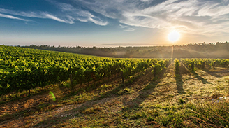 Uva Syrah
