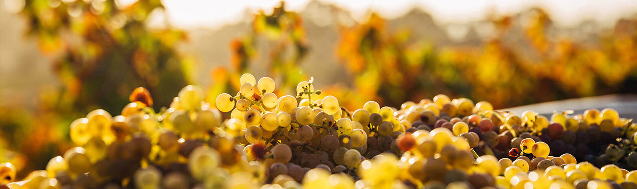 Uvas brancas