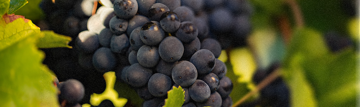 Cabernet Sauvignon, a rainha das uvas tintas