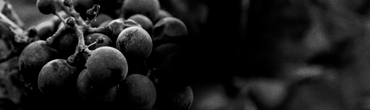 Uva Malbec: tudo o que você precisa saber sobre este ícone