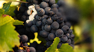 Cabernet Sauvignon, a rainha das uvas tintas