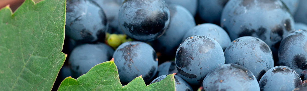 Uva Carménère