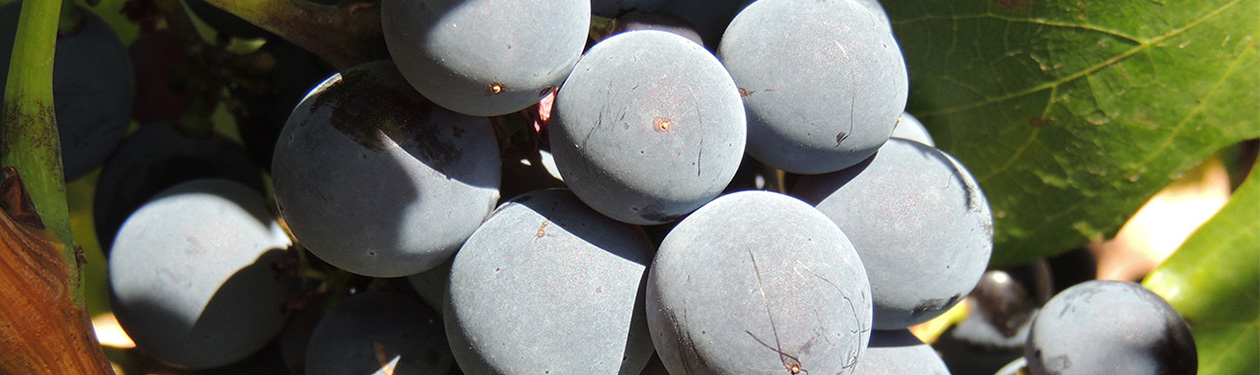 Uva Garnacha