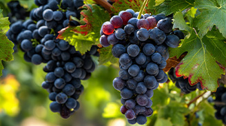 Uva Carménère