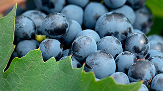 Uva Carménère