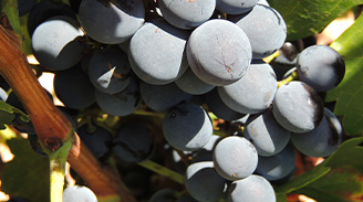 Uva Garnacha